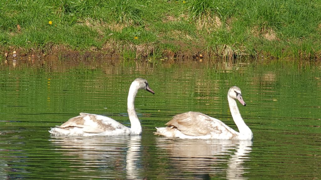Новых лебедей — Снежинку и Зефира выпустили на Золотой пруд